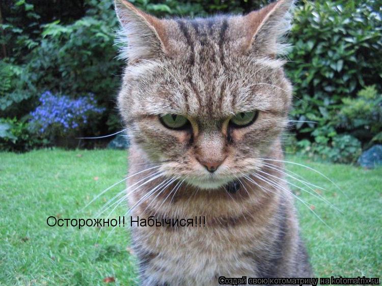 Котоматрица: Осторожно!! Набычися!!!