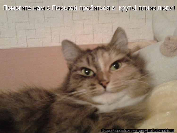 Котоматрица: Помогите нам с Люськой пробиться в  круть! плииз люди!