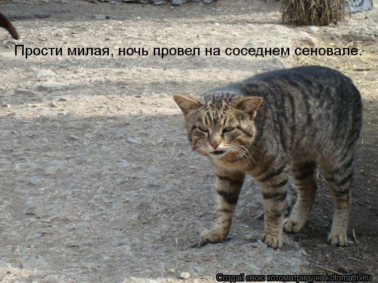 Котоматрица: Прости милая, ночь провел на соседнем сеновале.