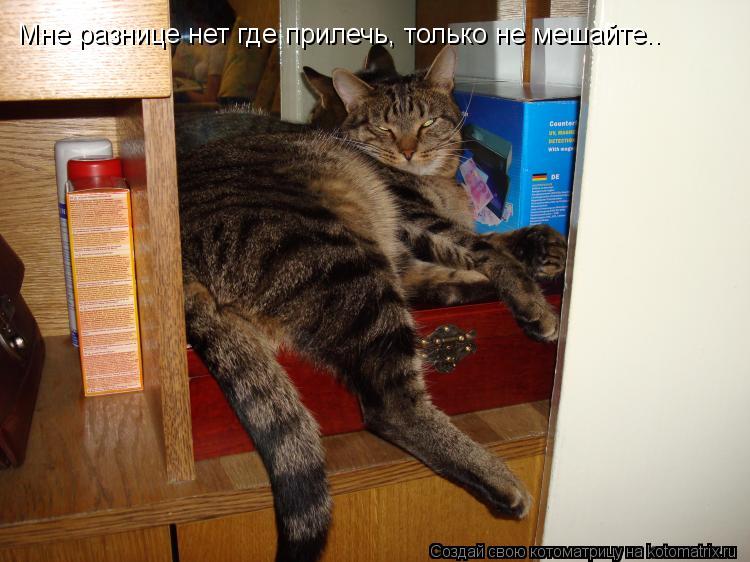 Котоматрица: Мне разнице нет где прилечь, только не мешайте..