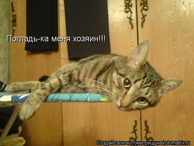 Котоматрица: Погладь-ка меня хозяин!!!