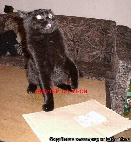 Котоматрица: зажигай со мной