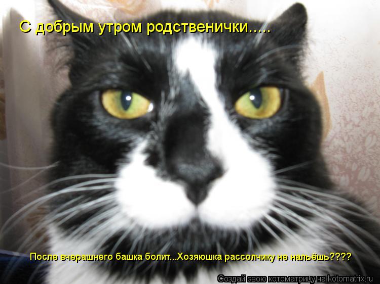 Котоматрица: С добрым утром родственички..... После вчерашнего башка болит...Хозяюшка рассолчику не нальёшь????