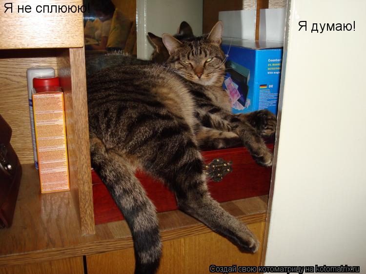 Котоматрица: Я не сплююю! Я думаю!