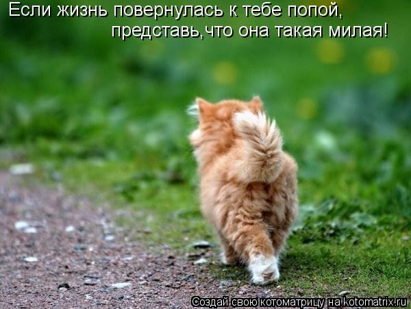 Если жизнь повернулась к тебе попой, представь,что она такая милая!... Котоматрица: Если жизнь повернулась к тебе попой, представь,что она такая милая!