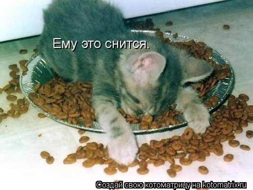 Котоматрица: Ему это снится.