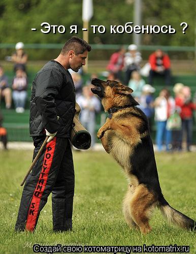 Котоматрица: - Это я - то кобенюсь ?