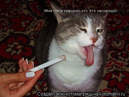 Котоматрица: Мне папа говорил,что это нехорошо!