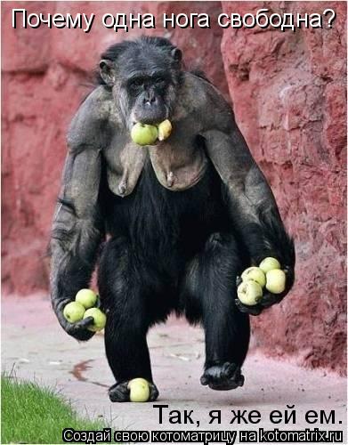 Котоматрица: Почему одна нога свободна? Так, я же ей ем.