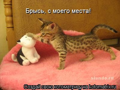 Котоматрица: Брысь, с моего места!