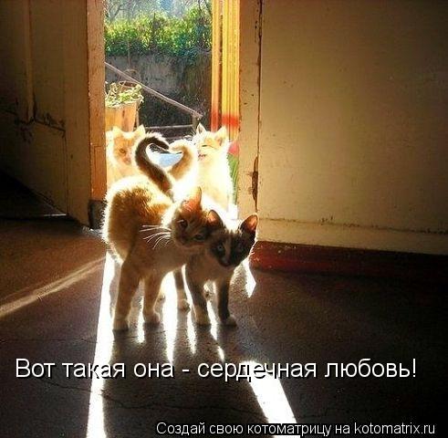 Котоматрица: Вот такая она - сердечная любовь!