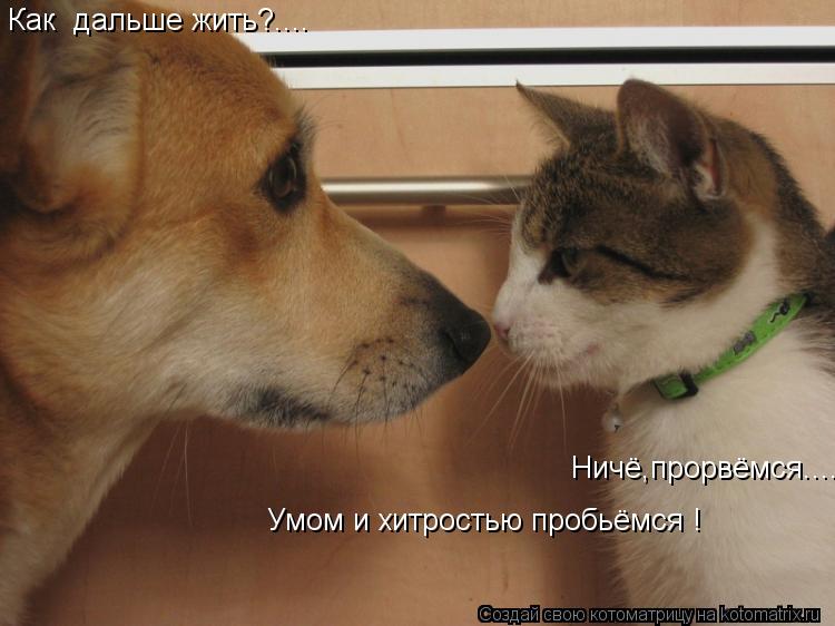 Котоматрица: Как  дальше жить?.... . Ничё,прорвёмся.... Умом и хитростью пробьёмся !