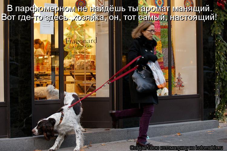 Котоматрица: В парфюмерном не найдёшь ты аромат манящий. Вот где-то здесь ,хозяйка, он, тот самый, настоящий!