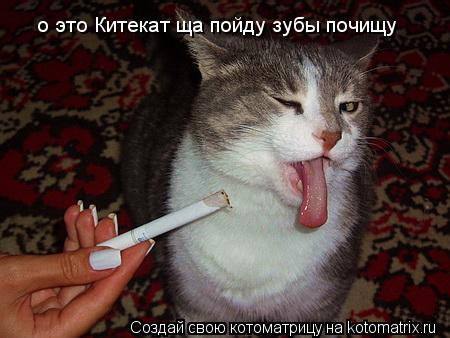 Котоматрица: о это Китекат ща пойду зубы почищу