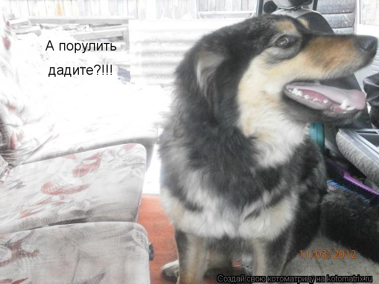 Котоматрица: А порулить дадите?!!!