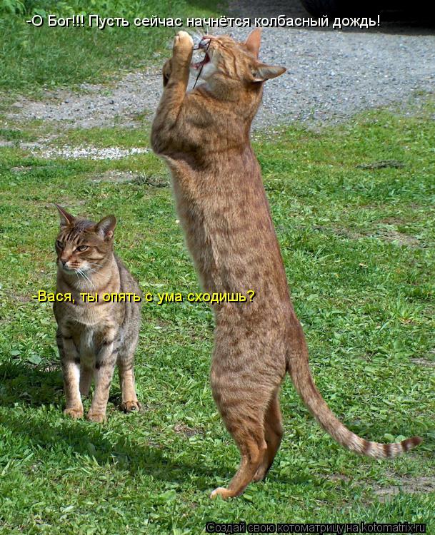 Котоматрица: -О Бог!!! Пусть сейчас начнётся колбасный дождь! -Вася, ты опять с ума сходишь?