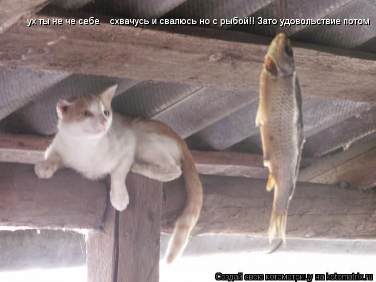 Котоматрица: ух ты не че себе    схвачусь и свалюсь но с рыбой!! Зато удовольствие потом