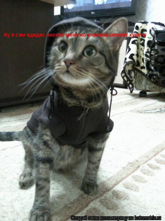 Котоматрица: ёу я сам адидас носите меня но сначала китекат купите