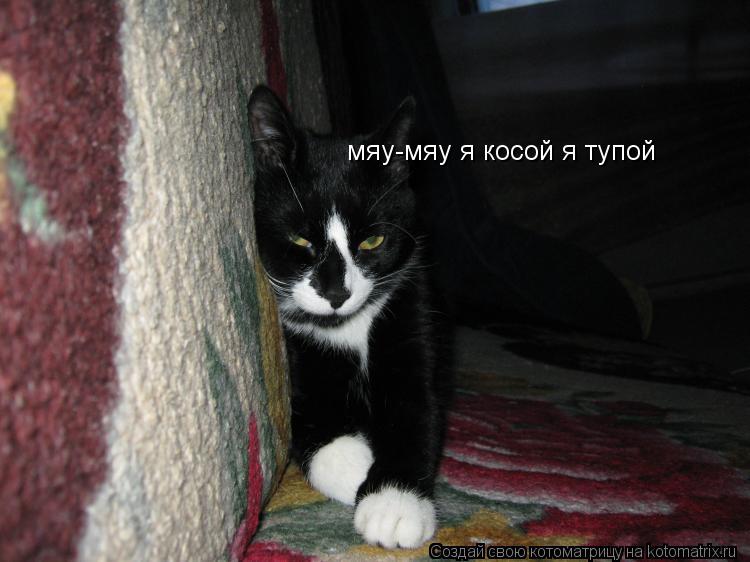 Котоматрица: мяу-мяу я косой я тупой