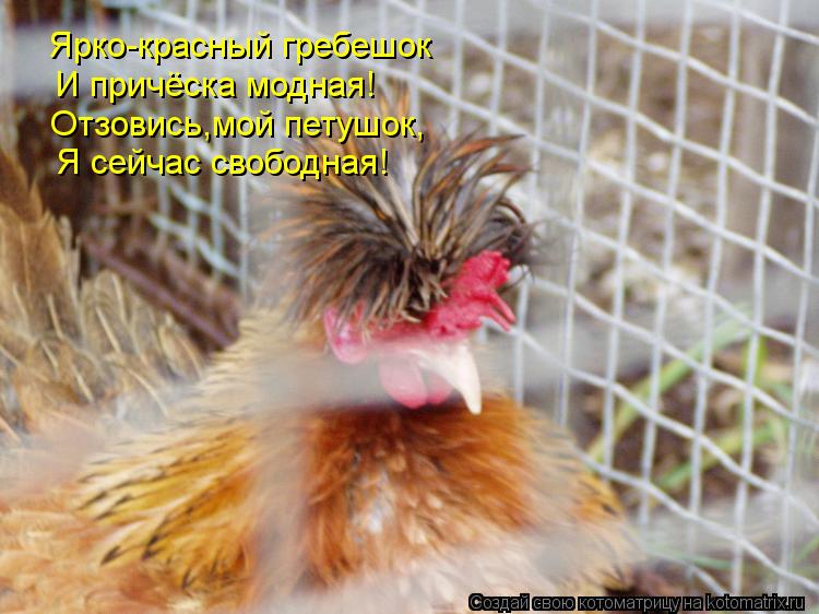Ярко-красный гребешок И причёска модная! Отзовись,мой петушок, Я сейчас свободная!... Котоматрица: Ярко-красный гребешок И причёска модная! Отзовись,мой петушок, Я сейчас свободная!