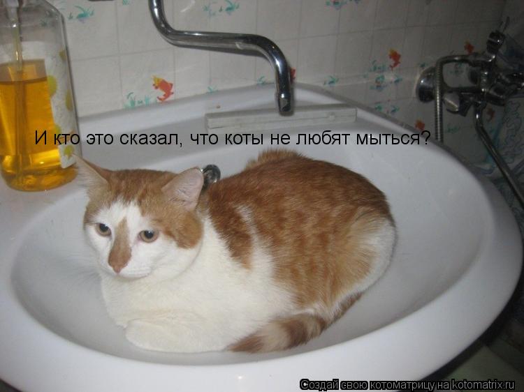 Котоматрица: И кто это сказал, что коты не любят мыться?