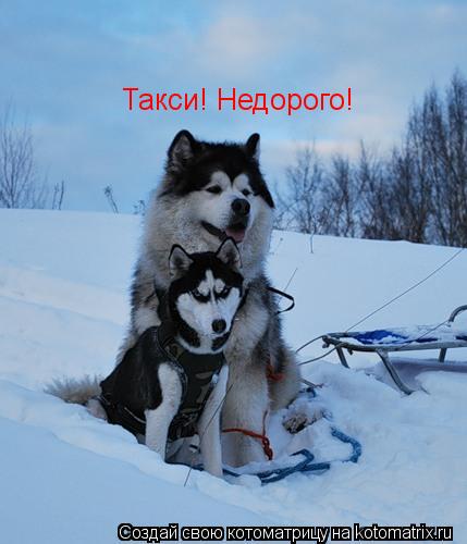 Котоматрица: Такси! Недорого!