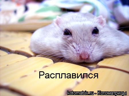 Котоматрица: Расплавился