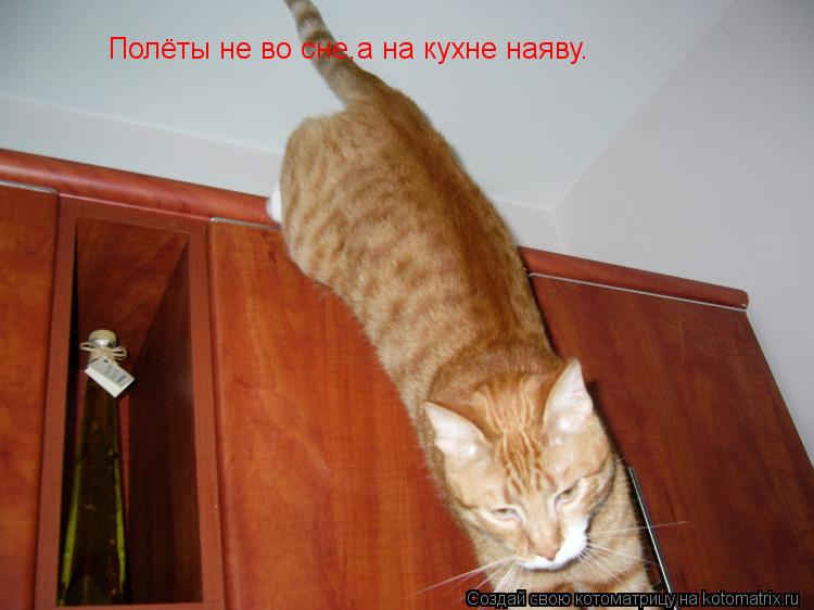 Котоматрица: Полёты не во сне,а на кухне наяву.