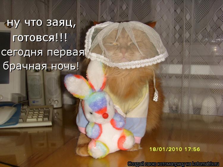 Котоматрица: ну что заяц, готовся!!! сегодня первая брачная ночь!