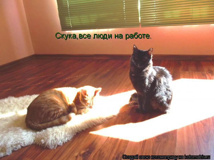 Котоматрица: Скука,все люди на работе.