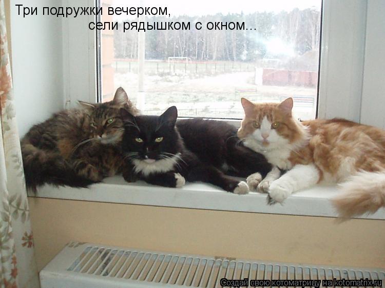 Котоматрица: Три подружки вечерком, сели рядышком с окном...