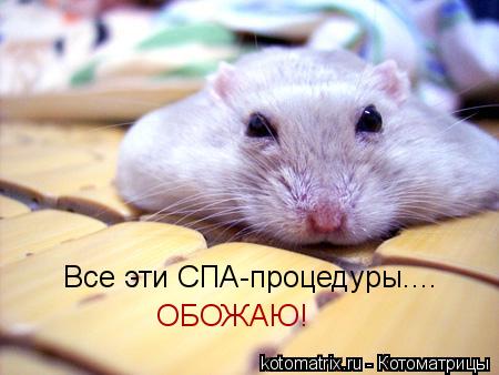 Котоматрица: Все эти СПА-процедуры.... ОБОЖАЮ!