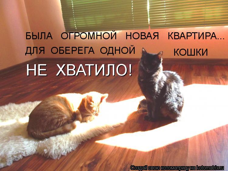 Котоматрица: БЫЛА   ОГРОМНОЙ   НОВАЯ   КВАРТИРА... ДЛЯ  ОБЕРЕГА  ОДНОЙ   КОШКИ   НЕ  ХВАТИЛО!