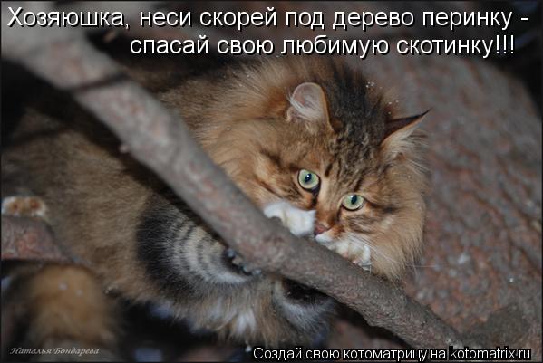 Хозяюшка, неси скорей под дерево перинку - спасай свою любимую скотинку!!!... Котоматрица: Хозяюшка, неси скорей под дерево перинку - спасай свою любимую скотинку!!!