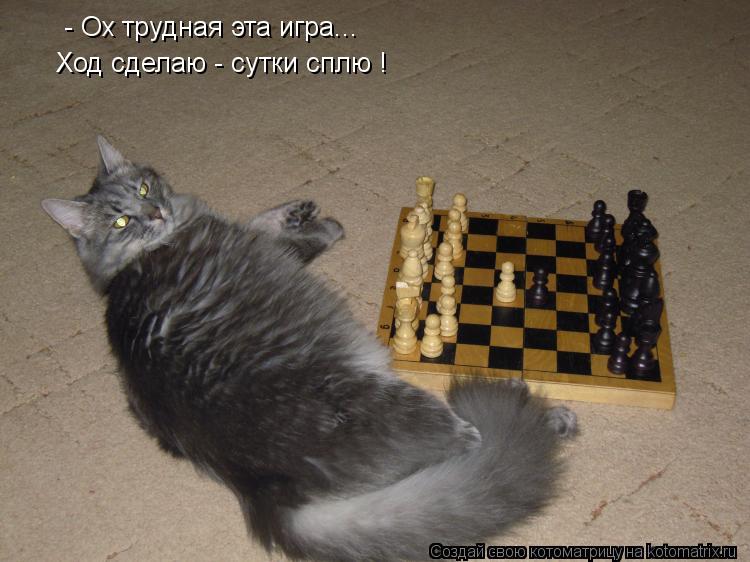 Котоматрица: - Ох трудная эта игра... Ход сделаю - сутки сплю !