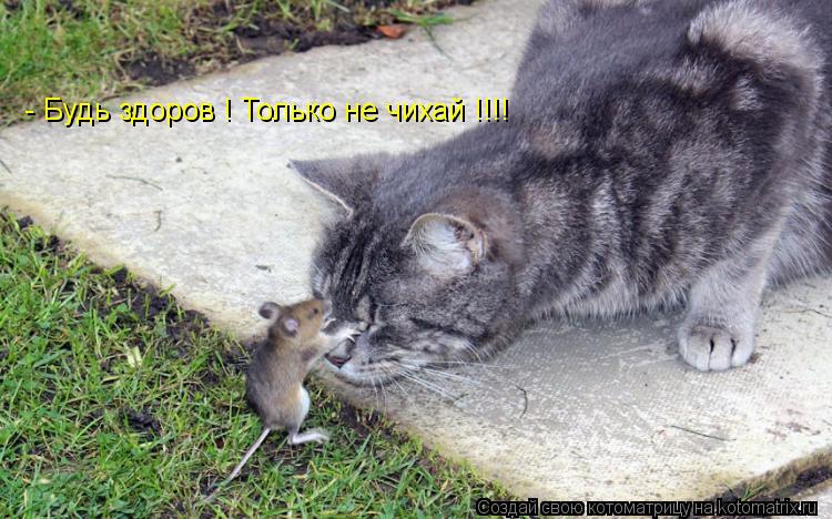Котоматрица: - Будь здоров ! Только не чихай !!!!