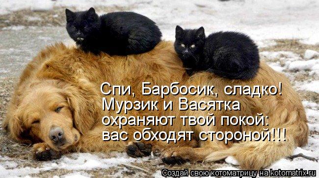 Спи, Барбосик, сладко! Мурзик и Васятка охраняют твой покой: вас обходят стороной!!!... Котоматрица: Спи, Барбосик, сладко! Мурзик и Васятка охраняют твой покой: вас обходят стороной!!!