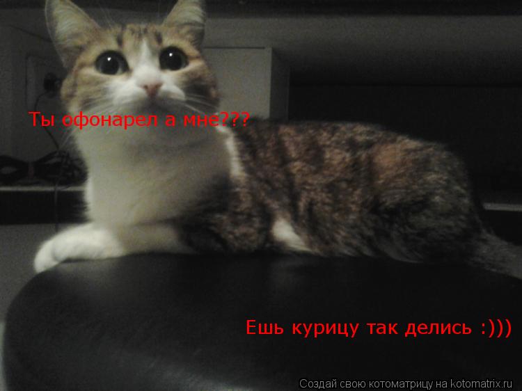 Котоматрица: Ты офонарел а мне???  Ешь курицу так делись :)))
