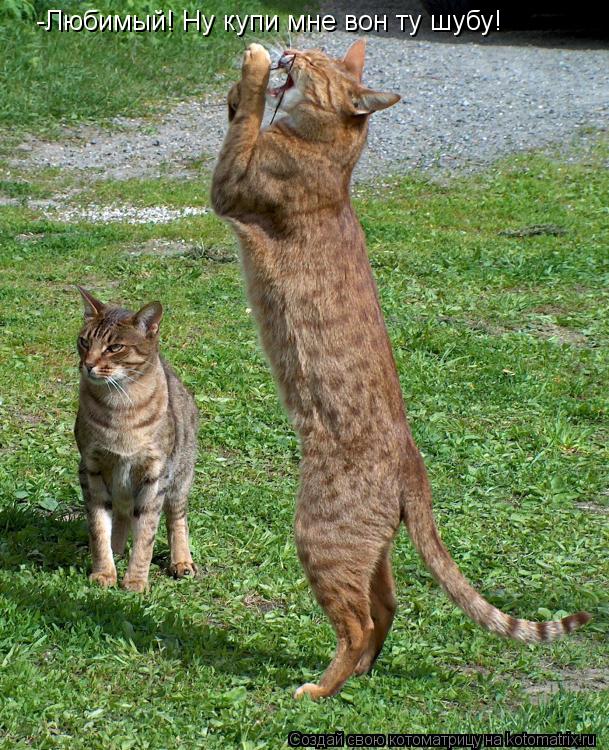 Котоматрица: -Любимый! Ну купи мне вон ту шубу!