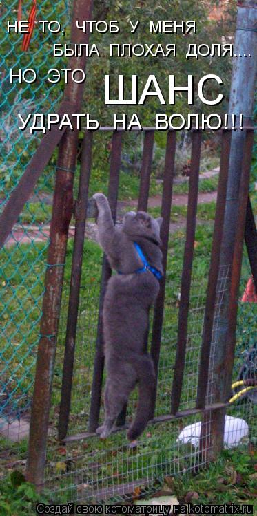 Котоматрица: НЕ  ТО,  ЧТОБ  У  МЕНЯ БЫЛА  ПЛОХАЯ  ДОЛЯ.... НО  ЭТО ШАНС УДРАТЬ  НА  ВОЛЮ!!!