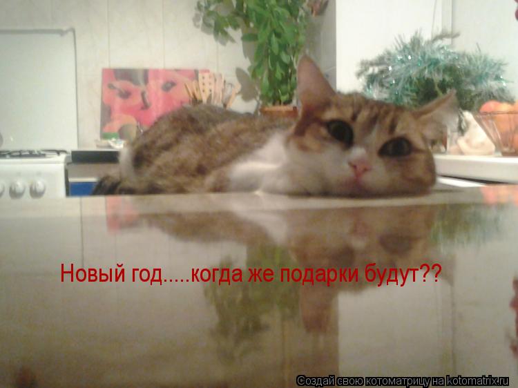 Котоматрица: Новый год.....когда же подарки будут??