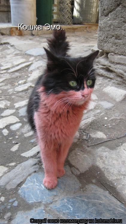 Котоматрица: Кошка Эмо..