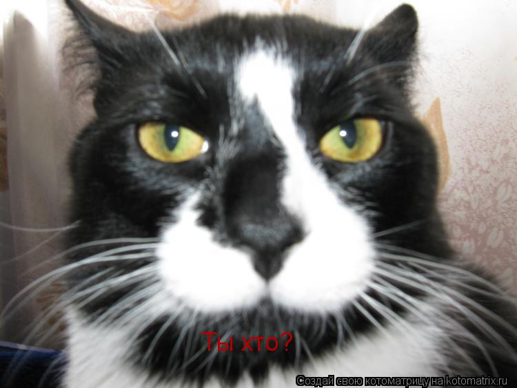 Котоматрица: Ты хто?