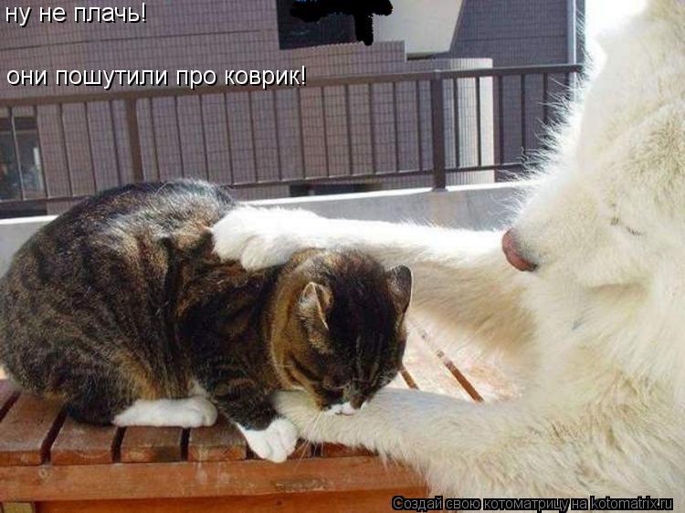 Котоматрица: ну не плачь! они пошутили про коврик!