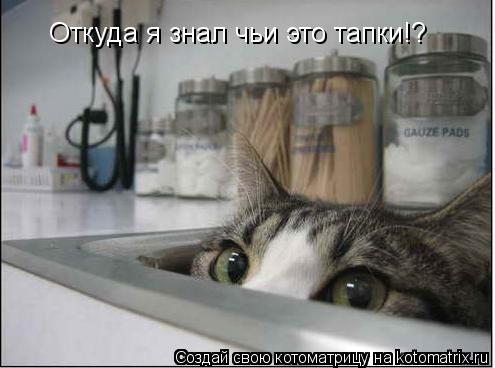Котоматрица: Откуда я знал чьи это тапки!?