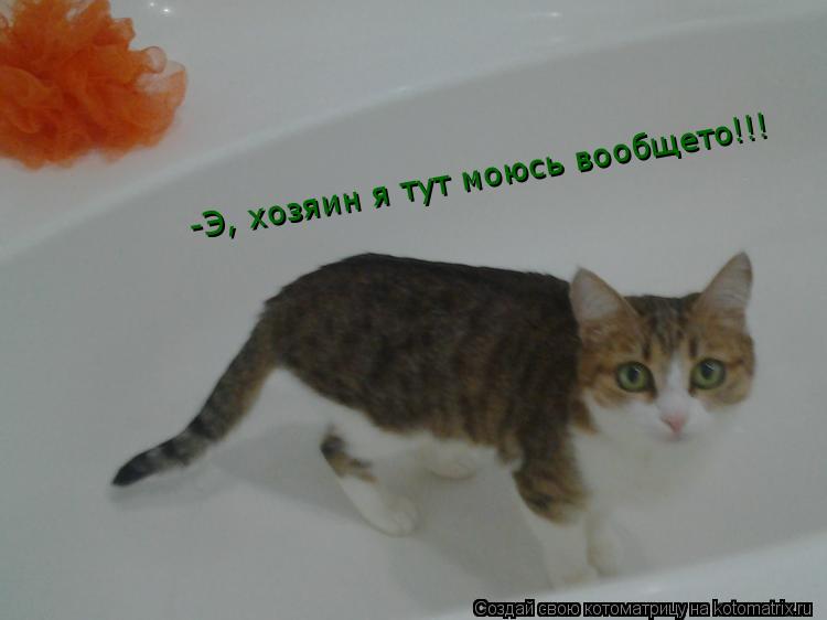 Котоматрица: -Э, хозяин я тут моюсь вообщето!!!