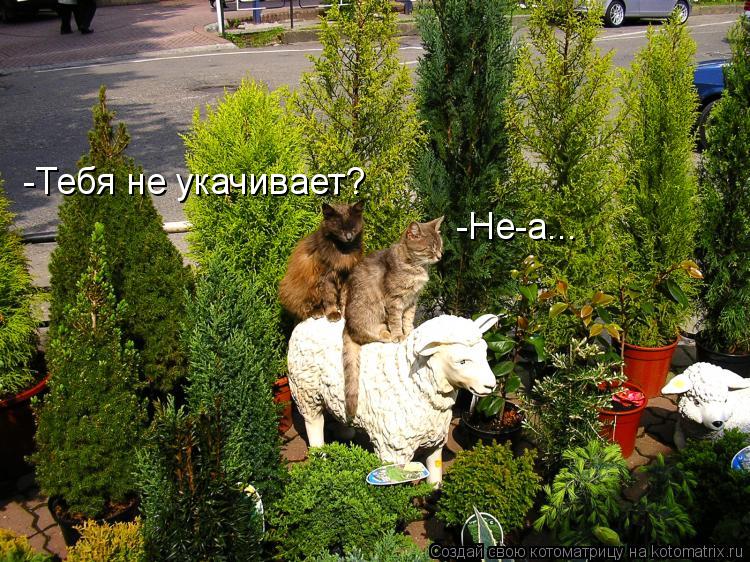 Котоматрица: -Тебя не укачивает? -Не-а...