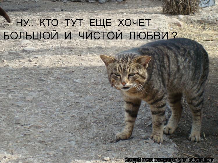 БОЛЬШОЙ И ЧИСТОЙ ЛЮБВИ ? НУ... КТО ТУТ ЕЩЕ ХОЧЕТ... Котоматрица: БОЛЬШОЙ И ЧИСТОЙ ЛЮБВИ ? НУ... КТО ТУТ ЕЩЕ ХОЧЕТ