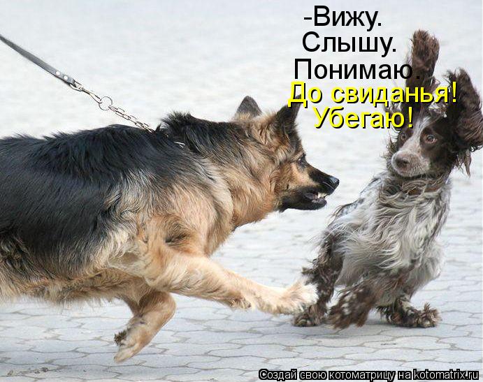 -Вижу. Слышу. До свиданья! Убегаю! Понимаю.... Котоматрица: -Вижу. Слышу. До свиданья! Убегаю! Понимаю.