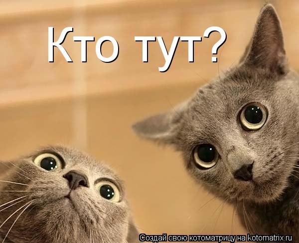 Котоматрица: Кто тут?